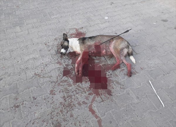 Kırklareli'de köpeği okla vurdular