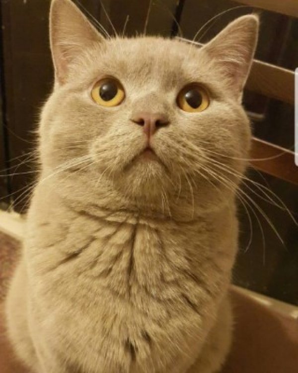 Kedi Kafası - Neil Somerville