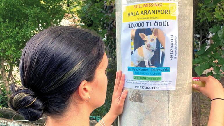 Haydi Meredith’i bulalım